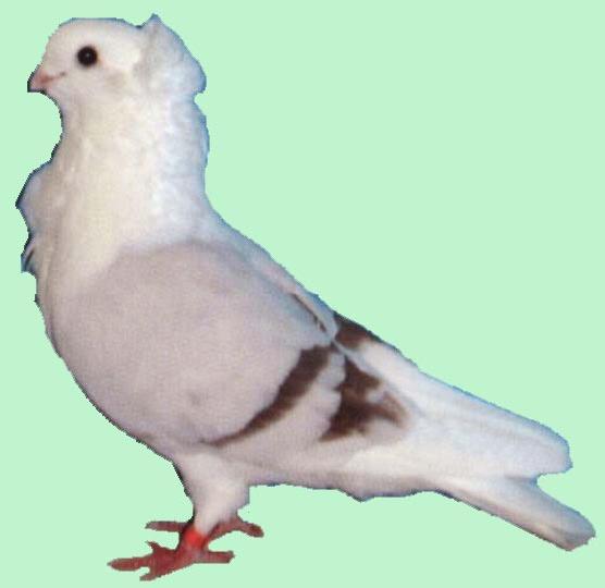 Tauben Altdeutsches Moevchen